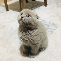 Scottish Fold, Kedi  Oscar fotoğrafı