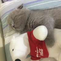 Scottish Fold, Kedi  Oscar fotoğrafı