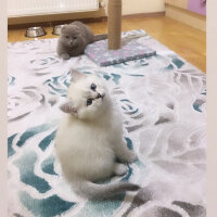 Scottish Fold, Kedi  Oscar fotoğrafı