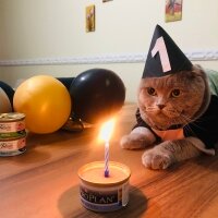 Scottish Fold, Kedi  Oscar fotoğrafı