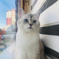 Scottish Fold, Kedi  Oscar fotoğrafı