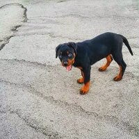 Rottweiler, Köpek  Asi fotoğrafı