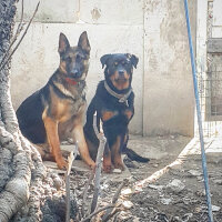 Rottweiler, Köpek  Asi fotoğrafı