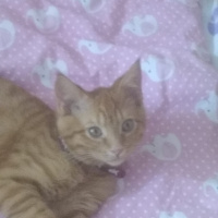 Sarman, Kedi  Şanslı fotoğrafı
