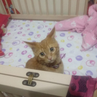 Sarman, Kedi  Şanslı fotoğrafı