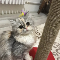 Chinchilla, Kedi  Eylül fotoğrafı