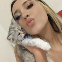 Chinchilla, Kedi  Eylül fotoğrafı