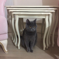 British Shorthair, Kedi  LUNA fotoğrafı