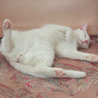 Tekir Kedi, Kedi  Gorbi fotoğrafı