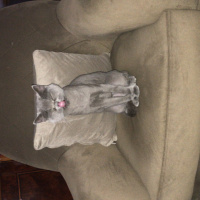 British Shorthair, Kedi  Duman fotoğrafı
