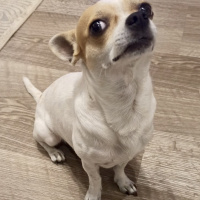 Chihuahua, Köpek  Herkül fotoğrafı