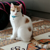 Sarman, Kedi  Bal fotoğrafı