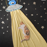 Tekir Kedi, Kedi  Mocha fotoğrafı