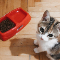 Tekir Kedi, Kedi  Mocha fotoğrafı