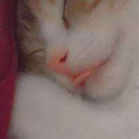 Tekir Kedi, Kedi  Mocha fotoğrafı