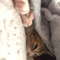 Tekir Kedi, Kedi  Mocha fotoğrafı