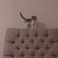 Tekir Kedi, Kedi  Mocha fotoğrafı