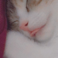 Tekir Kedi, Kedi  Mocha fotoğrafı