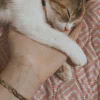 Tekir Kedi, Kedi  Mocha fotoğrafı