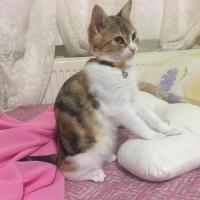 Tekir Kedi, Kedi  Mocha fotoğrafı