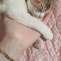 Tekir Kedi, Kedi  Mocha fotoğrafı