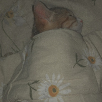 Tekir Kedi, Kedi  Mocha fotoğrafı