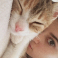 Tekir Kedi, Kedi  Mocha fotoğrafı