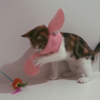 Tekir Kedi, Kedi  Mocha fotoğrafı