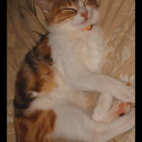 Tekir Kedi, Kedi  Mocha fotoğrafı