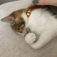 Tekir Kedi, Kedi  Mocha fotoğrafı