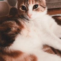 Tekir Kedi, Kedi  Mocha fotoğrafı