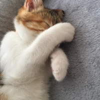 Tekir Kedi, Kedi  Mocha fotoğrafı