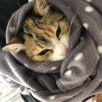 Tekir Kedi, Kedi  Mocha fotoğrafı