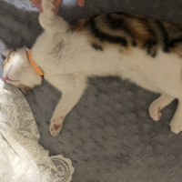 Tekir Kedi, Kedi  Mocha fotoğrafı