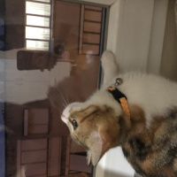 Tekir Kedi, Kedi  Mocha fotoğrafı