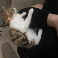 Tekir Kedi, Kedi  Mocha fotoğrafı