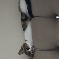 Tekir Kedi, Kedi  Mocha fotoğrafı