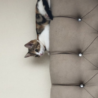 Tekir Kedi, Kedi  Mocha fotoğrafı