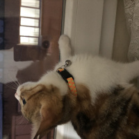 Tekir Kedi, Kedi  Mocha fotoğrafı