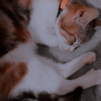 Tekir Kedi, Kedi  Mocha fotoğrafı