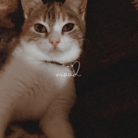 Tekir Kedi, Kedi  Mocha fotoğrafı