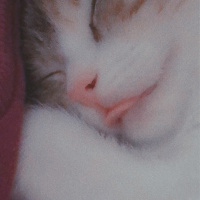 Tekir Kedi, Kedi  Mocha fotoğrafı