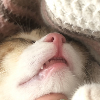 Tekir Kedi, Kedi  Mocha fotoğrafı