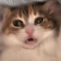 Tekir Kedi, Kedi  Mocha fotoğrafı