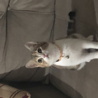 Tekir Kedi, Kedi  Mocha fotoğrafı