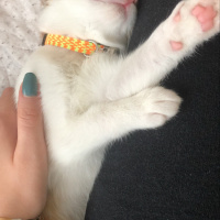 Tekir Kedi, Kedi  Mocha fotoğrafı