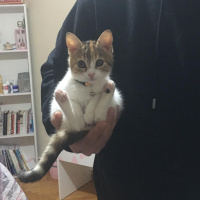 Tekir Kedi, Kedi  Mocha fotoğrafı