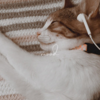 Tekir Kedi, Kedi  Mocha fotoğrafı