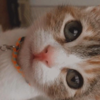 Tekir Kedi, Kedi  Mocha fotoğrafı