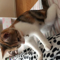 Tekir Kedi, Kedi  Mocha fotoğrafı